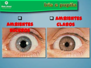 
Ambientes
escuros
 Ambientes
claros
 