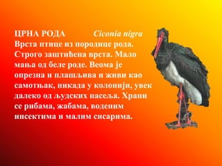 Ptice | PPT