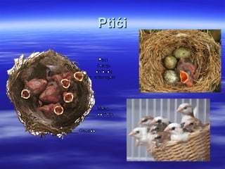 Ptići
 