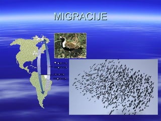 MIGRACIJE
 
