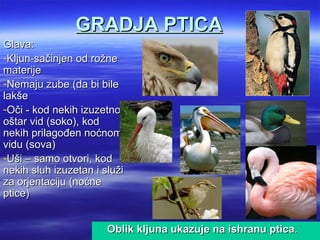 GRADJA PTICA
Glava:
-Kljun-sačinjen od rožne
materije
-Nemaju zube (da bi bile
lakše
-Oči - kod nekih izuzetno
oštar vid (soko), kod
nekih prilagođen noćnom
vidu (sova)
-Uši – samo otvori, kod
nekih sluh izuzetan i služi
za orjentaciju (noćne
ptice)


                       Oblik kljuna ukazuje na ishranu ptica.
 