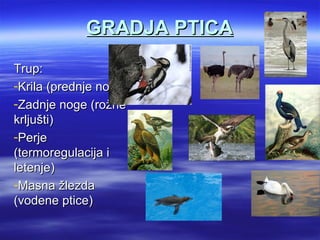 GRADJA PTICA
Trup:
-Krila (prednje noge)
-Zadnje noge (rožne
krljušti)
-Perje
(termoregulacija i
letenje)
-Masna žlezda
(vodene ptice)
 