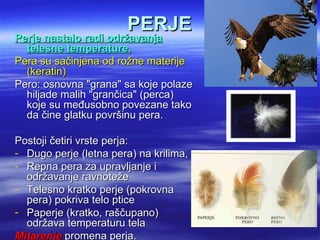 PERJE
Perje nastalo radi održavanja
  telesne temperature.
Pera su sačinjena od rožne materije
  (keratin)
Pero: osnovna "grana" sa koje polaze
  hiljade malih "grančica" (perca)
  koje su međusobno povezane tako
  da čine glatku površinu pera.

Postoji četiri vrste perja:
- Dugo perje (letna pera) na krilima,
- Repna pera za upravljanje i
  održavanje ravnoteže
- Telesno kratko perje (pokrovna
  pera) pokriva telo ptice
- Paperje (kratko, raščupano)
  održava temperaturu tela
Mitarenje promena perja.
 