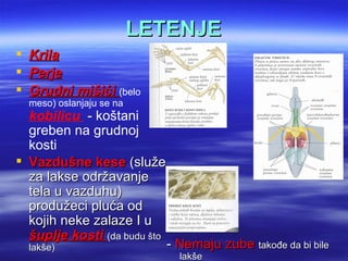 LETENJE
   Krila
   Perje
   Grudni mišići (belo
    meso) oslanjaju se na
  kobilicu - koštani
  greben na grudnoj
  kosti
 Vazdušne kese (služe
  za lakse održavanje
  tela u vazduhu)
  produžeci pluća od
  kojih neke zalaze I u
  šuplje kosti (da budu što
    lakše)                    - Nemaju zube takođe da bi bile
                                lakše
 
