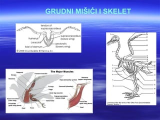 GRUDNI MIŠIĆI I SKELET
 