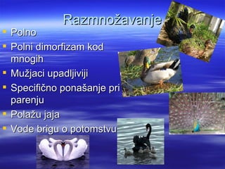 Razmnožavanje
 Polno
 Polni dimorfizam kod
  mnogih
 Mužjaci upadljiviji
 Specifično ponašanje pri
  parenju
 Polažu jaja
 Vode brigu o potomstvu
 