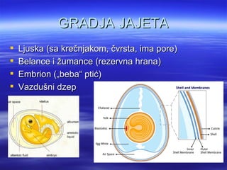 GRADJA JAJETA
   Ljuska (sa krečnjakom, čvrsta, ima pore)
   Belance i žumance (rezervna hrana)
   Embrion („beba“ ptić)
   Vazdušni dzep
 