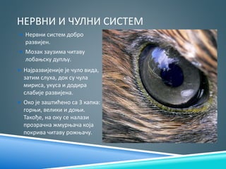 НЕРВНИ И ЧУЛНИ СИСТЕМ
 Нервни систем добро
развијен.
 Мозак заузима читаву
лобањску дупљу.
 Најразвијеније је чуло вида,
затим слуха, док су чула
мириса, укуса и додира
слабије развијена.
 Око је заштићено са 3 капка:
горњи, велики и доњи.
Такође, на оку се налази
прозрачна жмурњача која
покрива читаву рожњачу.
 