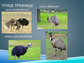 ПТИЦЕ ТРКАЧИЦЕ
 Нојеви (Struthioniformes)
 Нандуи (Rheiformes)
Казуари и емуи (Casuariiformes)
 