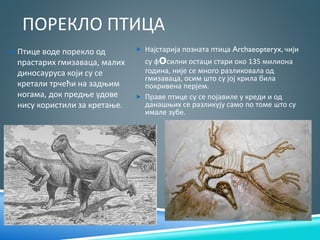 ПОРЕКЛО ПТИЦА
 Птице воде порекло од
прастарих гмизаваца, малих
диносауруса који су се
кретали трчећи на задњим
ногама, док предње удове
нису користили за кретање.
 Најстарија позната птица Archaeopteryx, чији
су фосилни остаци стари око 135 милиона
година, није се много разликовала од
гмизаваца, осим што су јој крила била
покривена перјем.
 Праве птице су се појавиле у креди и од
данашњих се разликују само по томе што су
имале зубе.
 