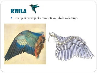 Krila
 Izmenjeni prednji ekstremiteti koji služe za letenje.
 