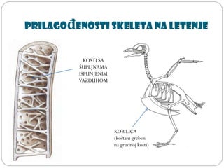 Prilagođenosti skeleta na letenje
KOBILICA
(koštani greben
na grudnoj kosti)
KOSTI SA
ŠUPLJNAMA
ISPUNJENIM
VAZDUHOM
 