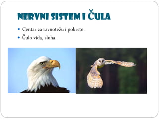 Nervni sistem i čula
 Centar za ravnotežu i pokrete.
 Čulo vida, sluha.
 