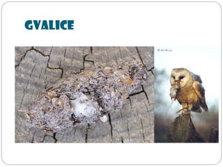 Gvalice
 