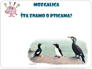 Mozgalica
šta znamo o pticama?
 
