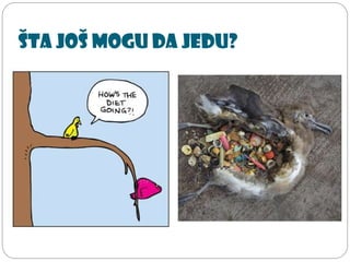 Šta još mogu da jedu?
 