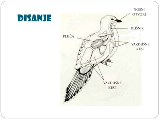Disanje
DUŠNIK
VAZDUŠNE
KESE
VAZDUŠNE
KESE
PLUĆA
NOSNI
OTVORI
 