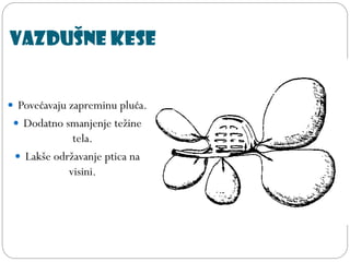 Vazdušne kese
 Povećavaju zapreminu pluća.
 Dodatno smanjenje težine
tela.
 Lakše održavanje ptica na
visini.
 