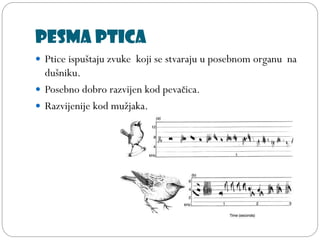 Pesma ptica
 Ptice ispuštaju zvuke koji se stvaraju u posebnom organu na
dušniku.
 Posebno dobro razvijen kod pevačica.
 Razvijenije kod mužjaka.
 
