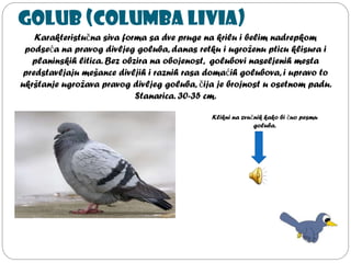 Golub (Columba livia)
Karakteristučna siva forma sa dve pruge na krilu i belim nadrepkom
podseća na pravog divljeg goluba, danas retku i ugroženu pticu klisura i
planinskih litica. Bez obzira na obojenost, golubovi naseljenih mesta
predstavljaju mešance divljih i raznih rasa domaćih golubova, i upravo to
ukrštanje ugrožava pravog divljeg goluba, čija je brojnost u osetnom padu.
Stanarica. 30-35 cm.
Klikni na zvučnik kako bi čuo pesmu
goluba.
 