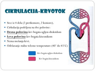 Cikrulacija-krvotok
 Srce iz 4 dela (2 pretkomore, 2 komore).
 Cirkulacija podeljena na dve polovine:
 Desna polovina-krv bogata ugljen-dioksidom
 Leva polovina-krv bogata kiseonikom
 Nema mešanja krvi.
 Održavanje stalne telesne temperature (40˚ do 43˚C)
Krv bogata ugljen-dioksidom
Krv bogata kiseonikom
 