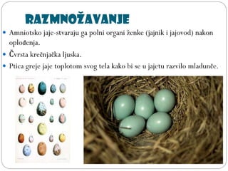 Razmnožavanje
 Amniotsko jaje-stvaraju ga polni organi ženke (jajnik i jajovod) nakon
oplođenja.
 Čvrsta krečnjačka ljuska.
 Ptica greje jaje toplotom svog tela kako bi se u jajetu razvilo mladunče.
 