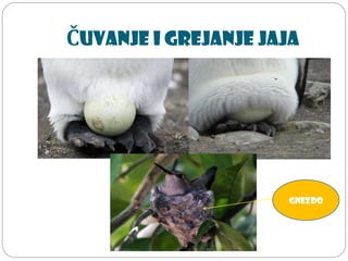Čuvanje i grejanje jaja
Gnezdo
 