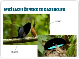 Mužjaci i ženske se razlikuju
ŽENKA
MUŽJAK
 