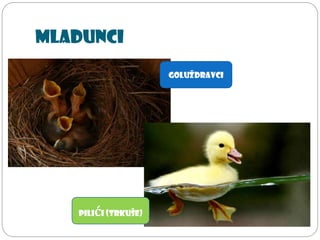 Mladunci
Pilići (trkuše)
Goluždravci
 