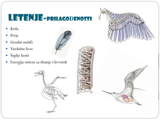 Letenje-PRILAGOĐENOSTI
 Krila
 Perje
 Grudni mišići
 Vazdušne kese
 Šuplje kosti
 Energija-sistem za disanje i krvotok
 