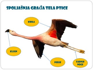 Spoljašnja građa tela ptice
Kljun
Krila
Perje Zadnje
noge
 