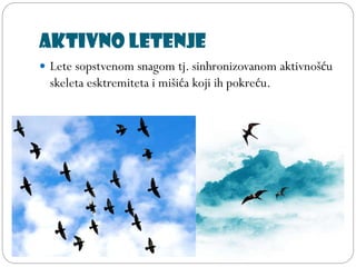 Aktivno letenje
 Lete sopstvenom snagom tj. sinhronizovanom aktivnošću
skeleta esktremiteta i mišića koji ih pokreću.
 