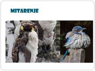 Mitarenje
 