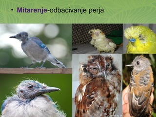 • Mitarenje-odbacivanje perja
 
