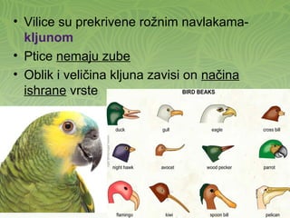 • Vilice su prekrivene rožnim navlakama-
kljunom
• Ptice nemaju zube
• Oblik i veličina kljuna zavisi on načina
ishrane vrste
 