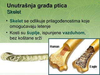 Unutrašnja građa ptica
SkeletSkelet
• Skelet se odlikuje prilagođenostima koje
omogućavaju letenje
• Kosti su šuplje, ispunjene vazduhom,
bez koštane srži
 