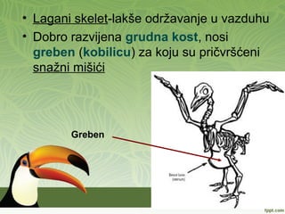 • Lagani skelet-lakše održavanje u vazduhu
• Dobro razvijena grudna kost, nosi
greben (kobilicu) za koju su pričvršćeni
snažni mišići
Greben
 