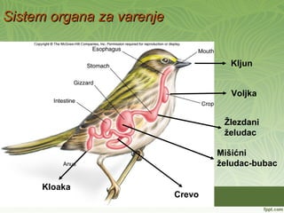 Sistem organa za varenjeSistem organa za varenje
Kljun
Voljka
Žlezdani
želudac
Mišićni
želudac-bubac
Crevo
Kloaka
 