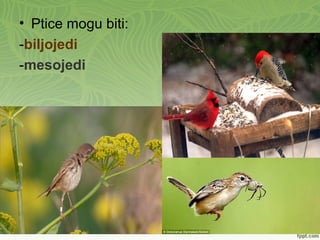 • Ptice mogu biti:
-biljojedi
-mesojedi
 