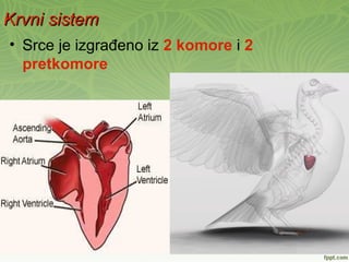Krvni sistemKrvni sistem
• Srce je izgrađeno iz 2 komore i 2
pretkomore
 