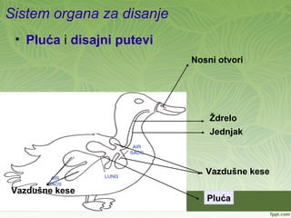 Sistem organa za disanje
• Pluća i disajni putevi
Nosni otvori
Ždrelo
Jednjak
Vazdušne kese
Vazdušne kese
Pluća
 