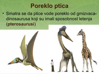 Poreklo ptica
• Smatra se da ptice vode poreklo od gmizvaca-
dinosaurusa koji su imali sposobnost letenja
(pterosaurusi)
 
