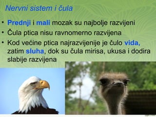 Nervni sistem i čula
• Prednji i mali mozak su najbolje razvijeni
• Čula ptica nisu ravnomerno razvijena
• Kod većine ptica najrazvijenije je čulo vida,
zatim sluha, dok su čula mirisa, ukusa i dodira
slabije razvijena
 