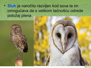• Sluh je naročito razvijen kod sova te im
omogućava da s velikom tačnošću odrede
položaj plena
 