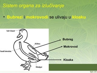 Sistem organa za izlučivanje
• Bubrezi i mokrovodi se ulivaju u kloaku
Bubreg
Mokrovod
Kloaka
 