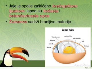 • Jaje je spolja zaštićeno krečnjačkomkrečnjačkom
ljuskomljuskom, ispod su kožastakožasta i
belančevinasta opnabelančevinasta opna
• ŽumanceŽumance sadrži hranljive materije
 