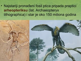 • Najstariji pronađeni fosil ptica pripada praptici
arheopteriksu (lat. Archaeopteryx
lithographica) i star je oko 150 miliona godina
 