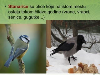 • Stanarice su ptice koje na istom mestu
ostaju tokom čitave godine (vrane, vrapci,
senice, gugutke...)
 