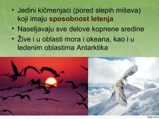 • Jedini kičmenjaci (pored slepih miševa)
koji imaju sposobnost letenja
• Naseljavaju sve delove kopnene sredine
• Žive i u oblasti mora i okeana, kao i u
ledenim oblastima Antarktika
 