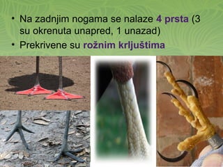 • Na zadnjim nogama se nalaze 4 prsta (3
su okrenuta unapred, 1 unazad)
• Prekrivene su rožnim krljuštima
 
